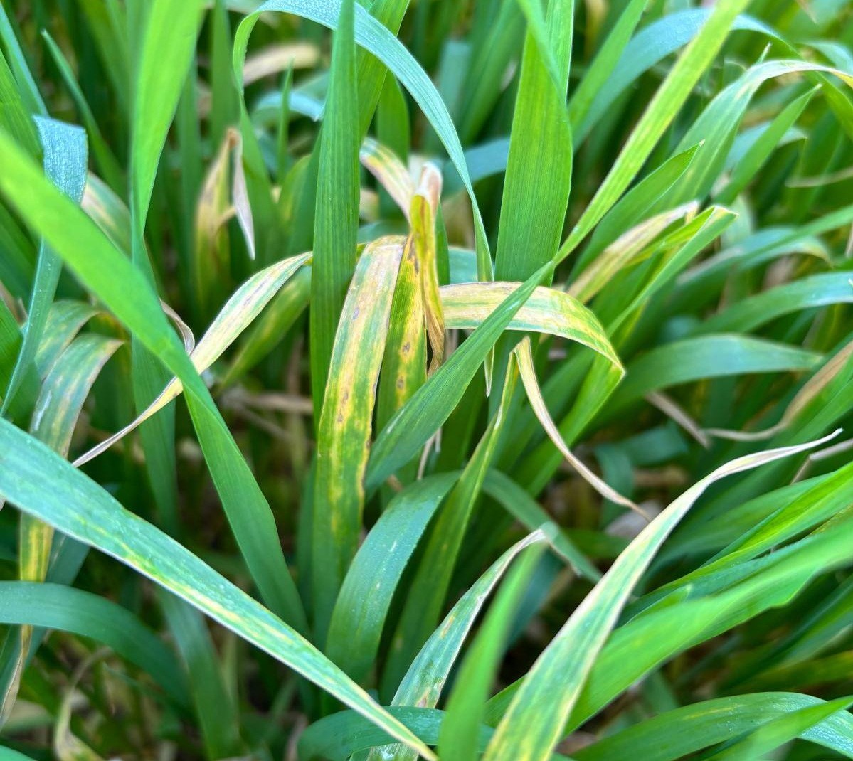 Manisa’da buğday üreticilerine ‘Septorya’ uyarısı
