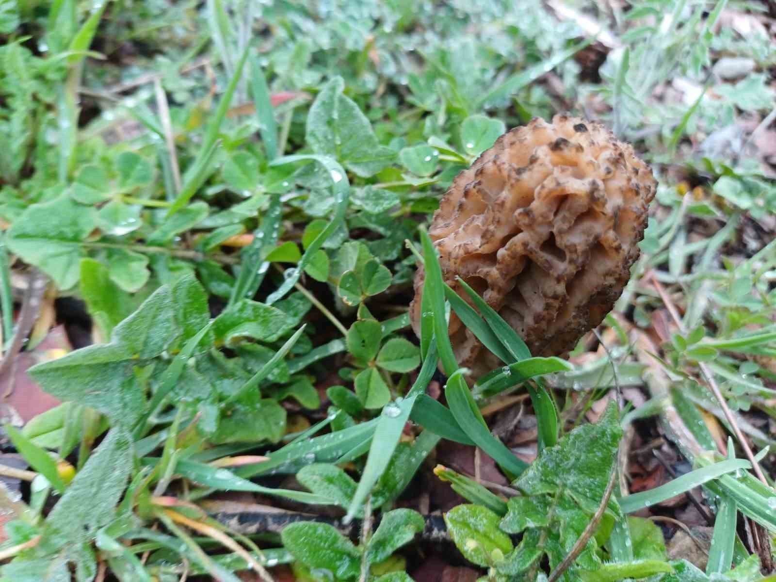 Manisa’da kuzugöbeği tutkusu engel tanımıyor
