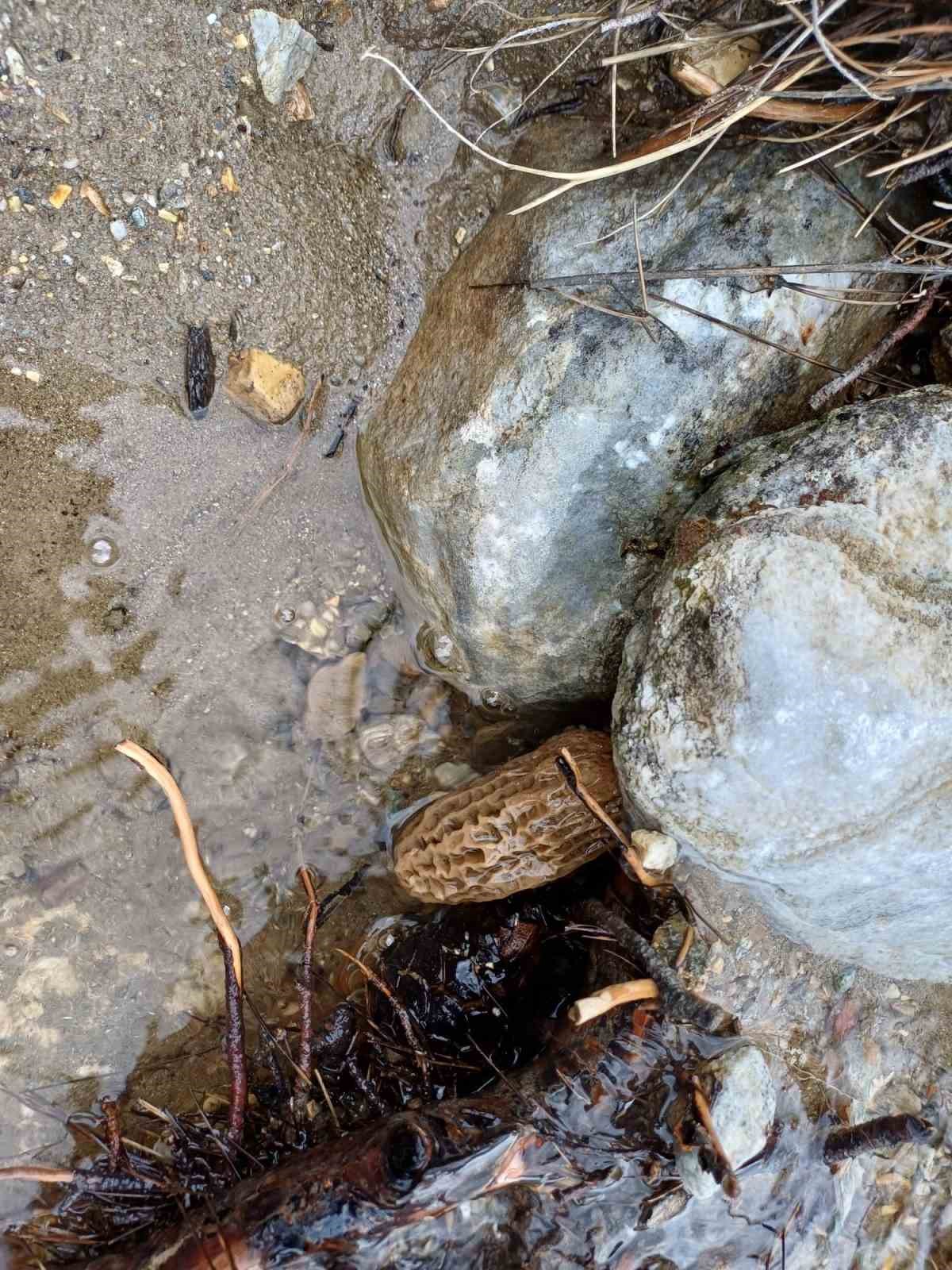 Manisa’da kuzugöbeği tutkusu engel tanımıyor
