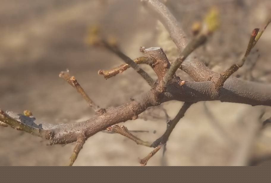 Manisa’da meyve ağaçlarına ateş yanıklığı uyarısı
