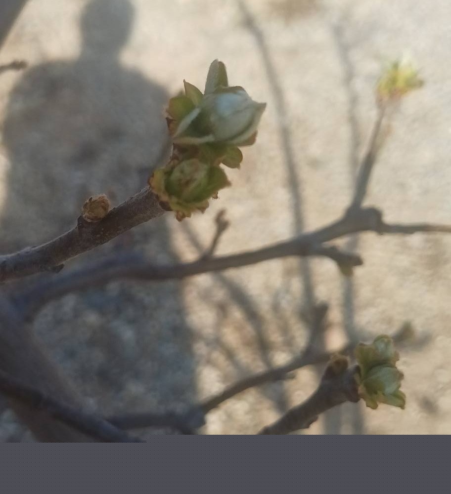Manisa’da meyve ağaçlarına ateş yanıklığı uyarısı
