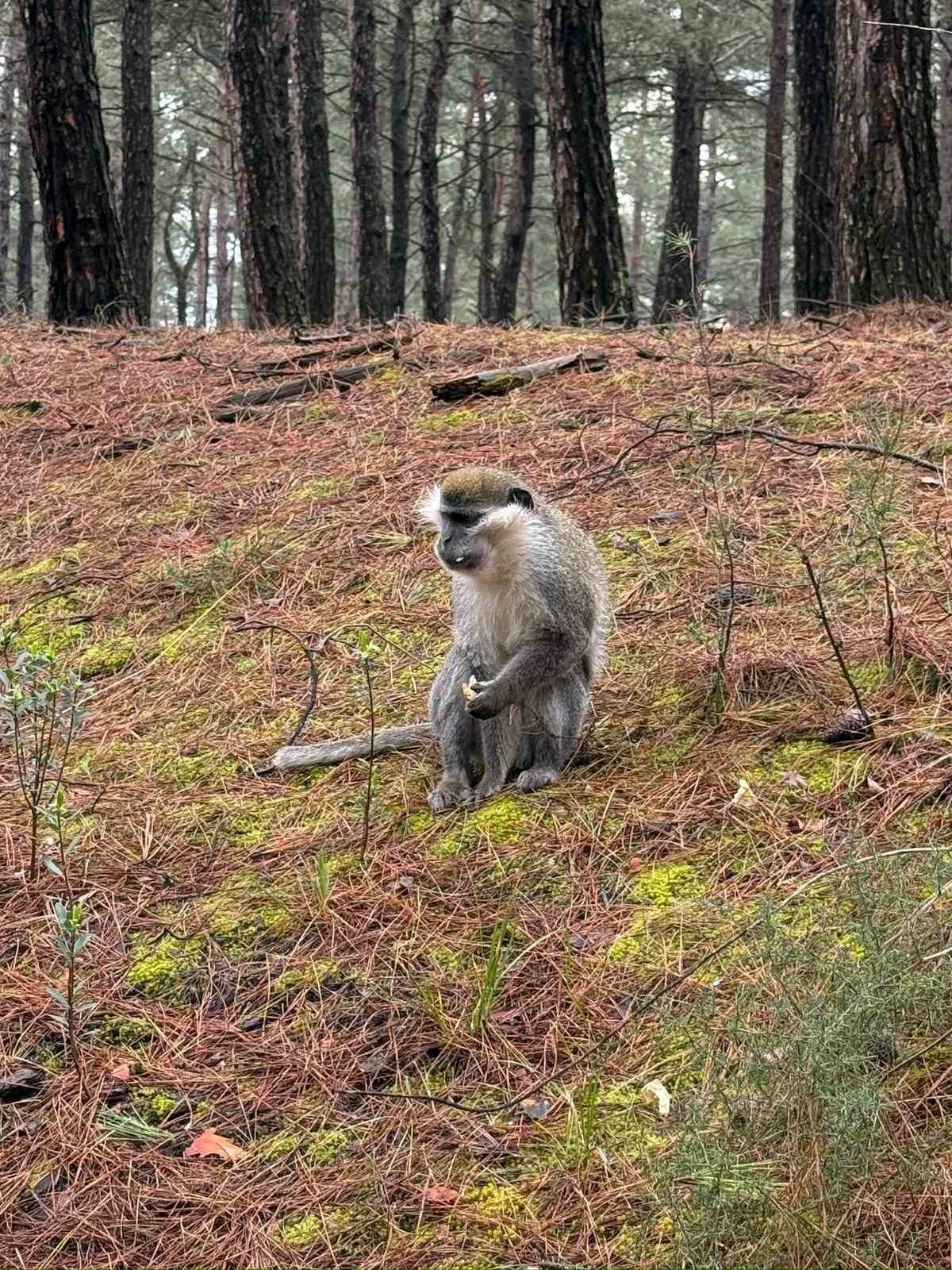 Mantar aramak için çıktığı doğada maymun buldu
