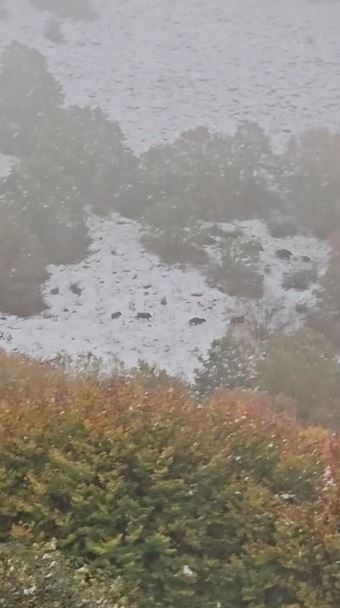 Mantar toplamak için araziye çıktı, nisan karı ile karşılaştı
