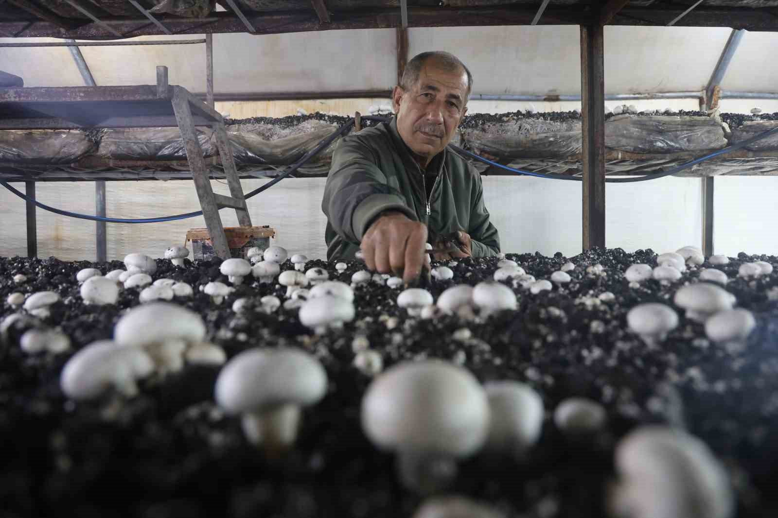 Mantar üreticiliğine ilk adımı ahırda attı, varını yoğunu satıp kurduğu 3 çadırda mantar üretiyor
Mantar üreticiliğine ilk adımı ahırda attı, varını yoğunu satıp kurduğu 3 çadırda mantar üretiyor