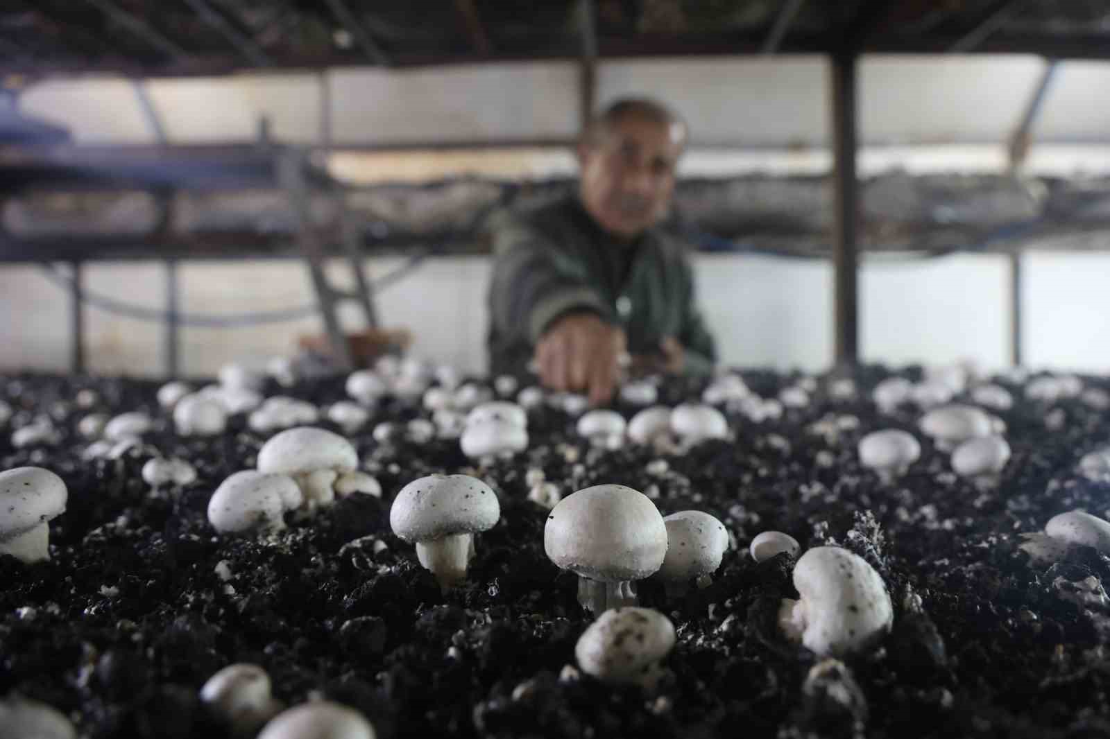 Mantar üreticiliğine ilk adımı ahırda attı, varını yoğunu satıp kurduğu 3 çadırda mantar üretiyor
Mantar üreticiliğine ilk adımı ahırda attı, varını yoğunu satıp kurduğu 3 çadırda mantar üretiyor