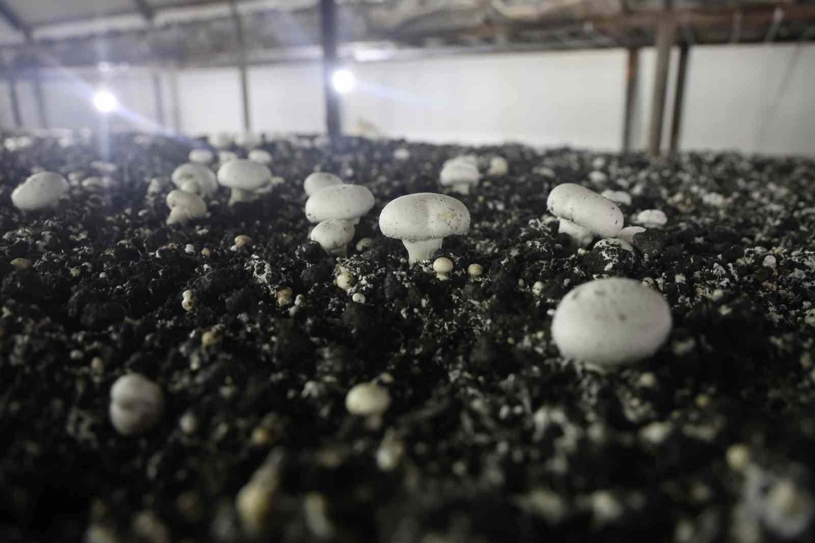 Mantar üreticiliğine ilk adımı ahırda attı, varını yoğunu satıp kurduğu 3 çadırda mantar üretiyor
Mantar üreticiliğine ilk adımı ahırda attı, varını yoğunu satıp kurduğu 3 çadırda mantar üretiyor