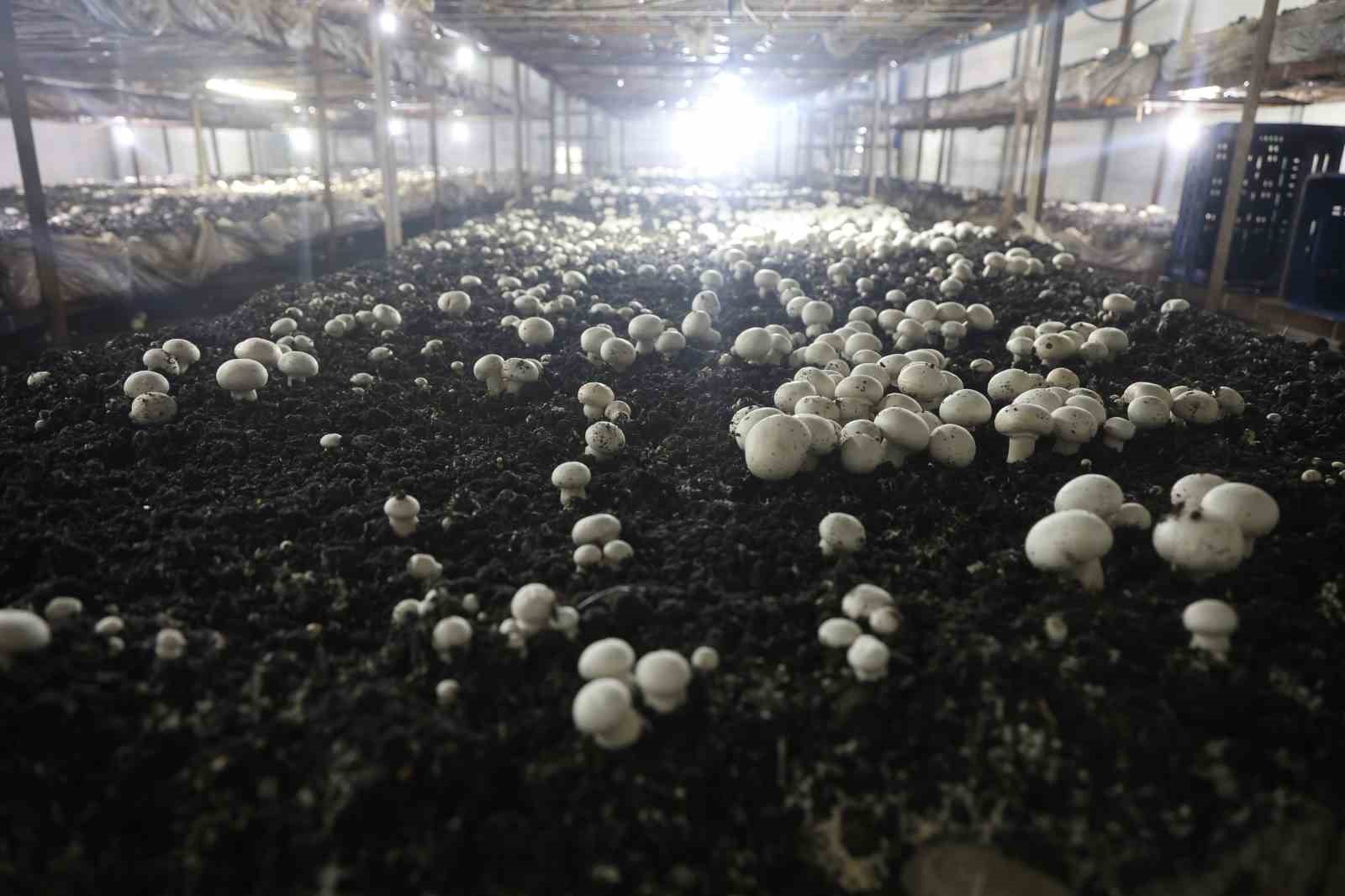 Mantar üreticiliğine ilk adımı ahırda attı, varını yoğunu satıp kurduğu 3 çadırda mantar üretiyor
Mantar üreticiliğine ilk adımı ahırda attı, varını yoğunu satıp kurduğu 3 çadırda mantar üretiyor