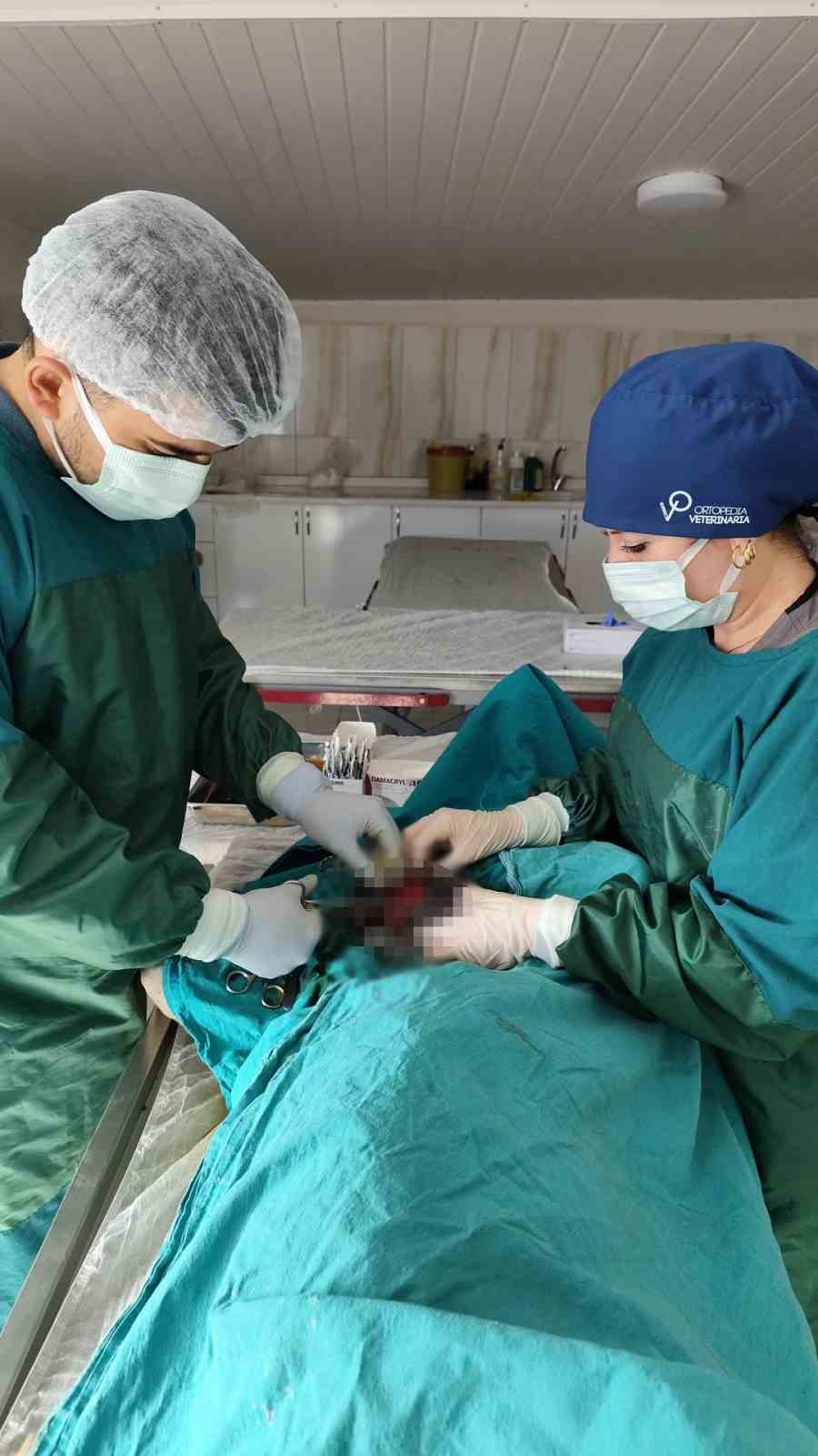 Mardin Hayvan Bakımevinde köpekteki 1 kiloluk tümör operasyonla alındı
