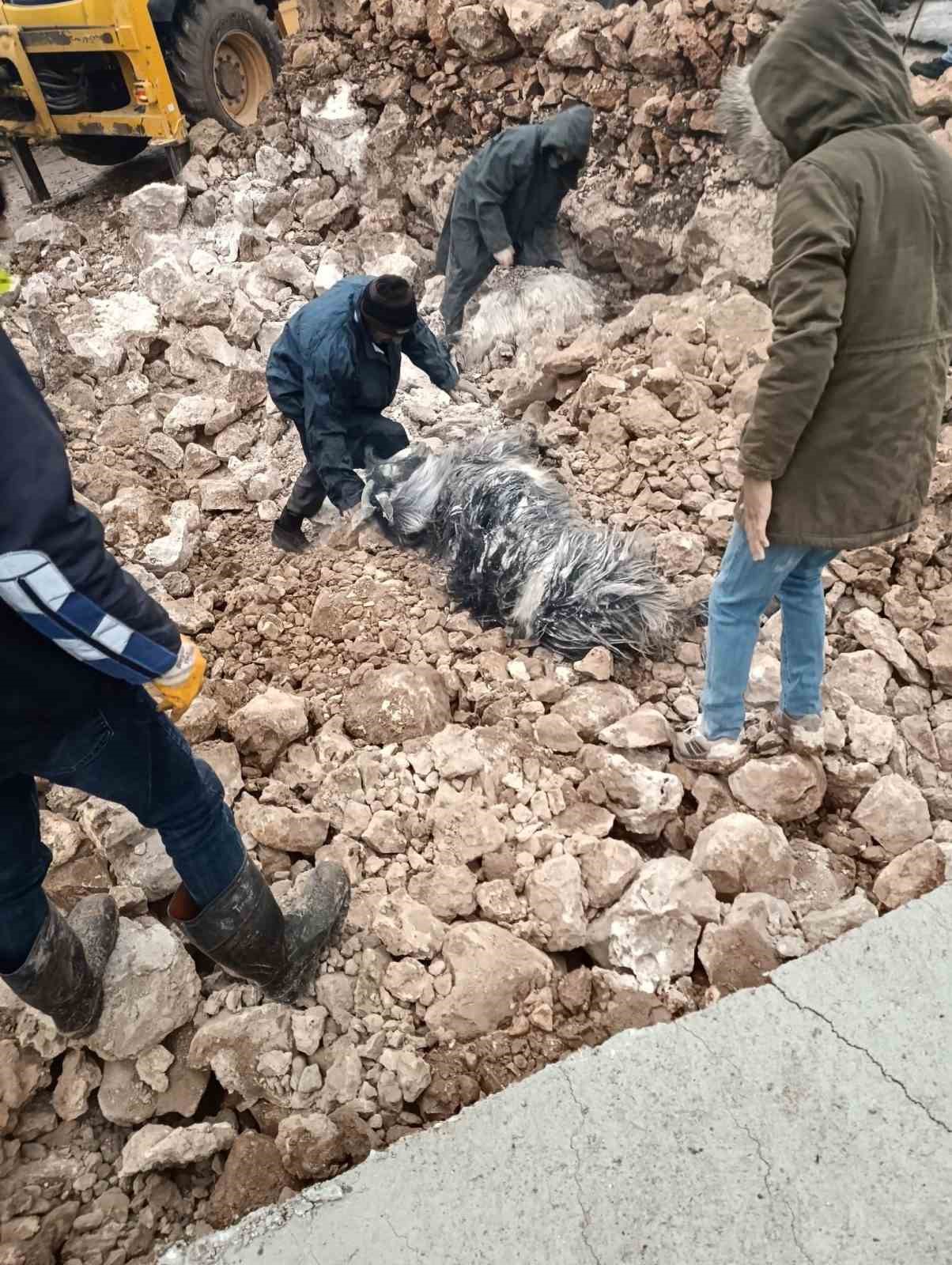 Mardin’de ahırın çökmesi sonucu 30 küçükbaş telef oldu
