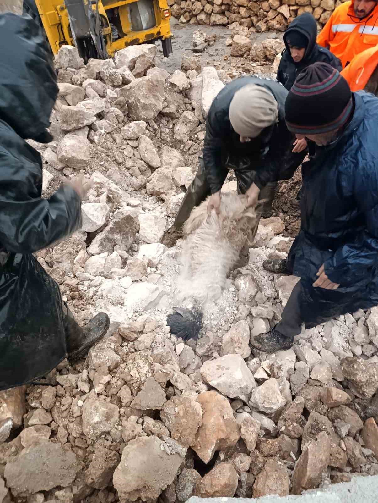 Mardin’de ahırın çökmesi sonucu 30 küçükbaş telef oldu
