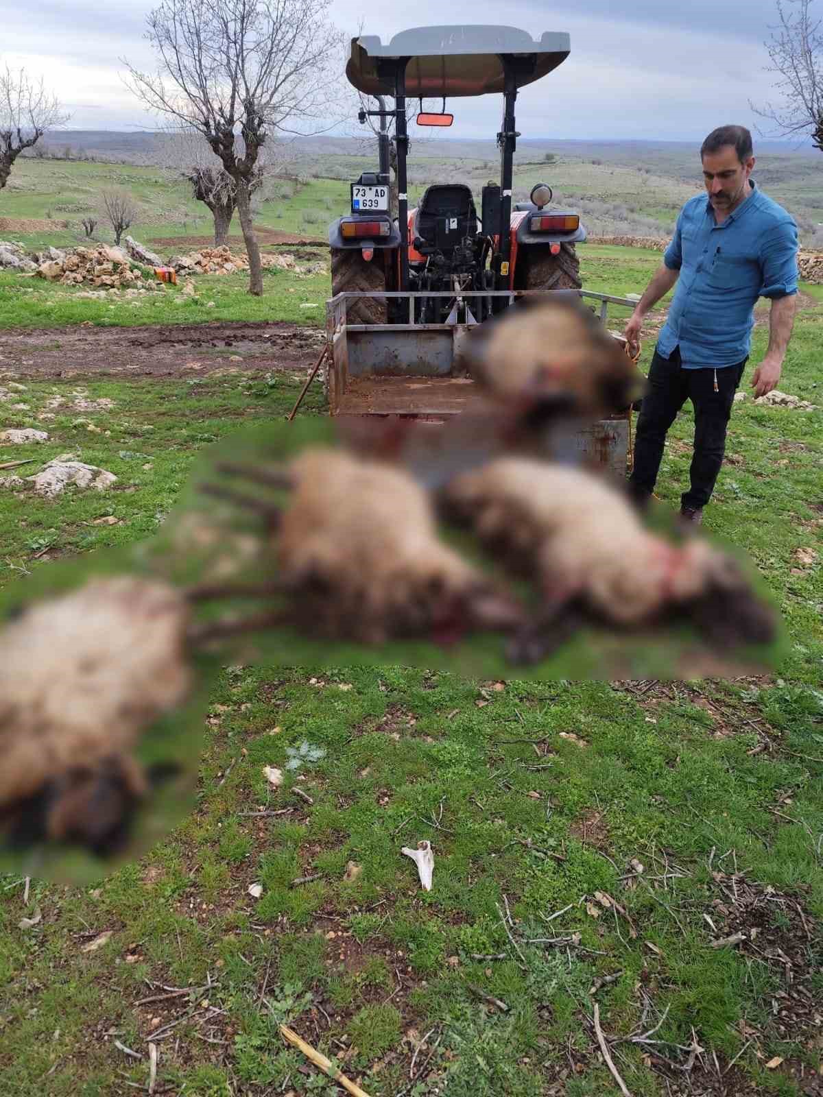 Mardin’de yıldırım düşmesi sonucu 8 küçükbaş hayvan telef oldu
