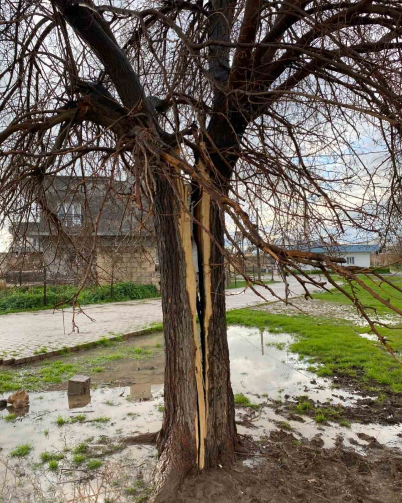 Mardin’de yıldırımın isabet ettiği ağaç ikiye bölündü

