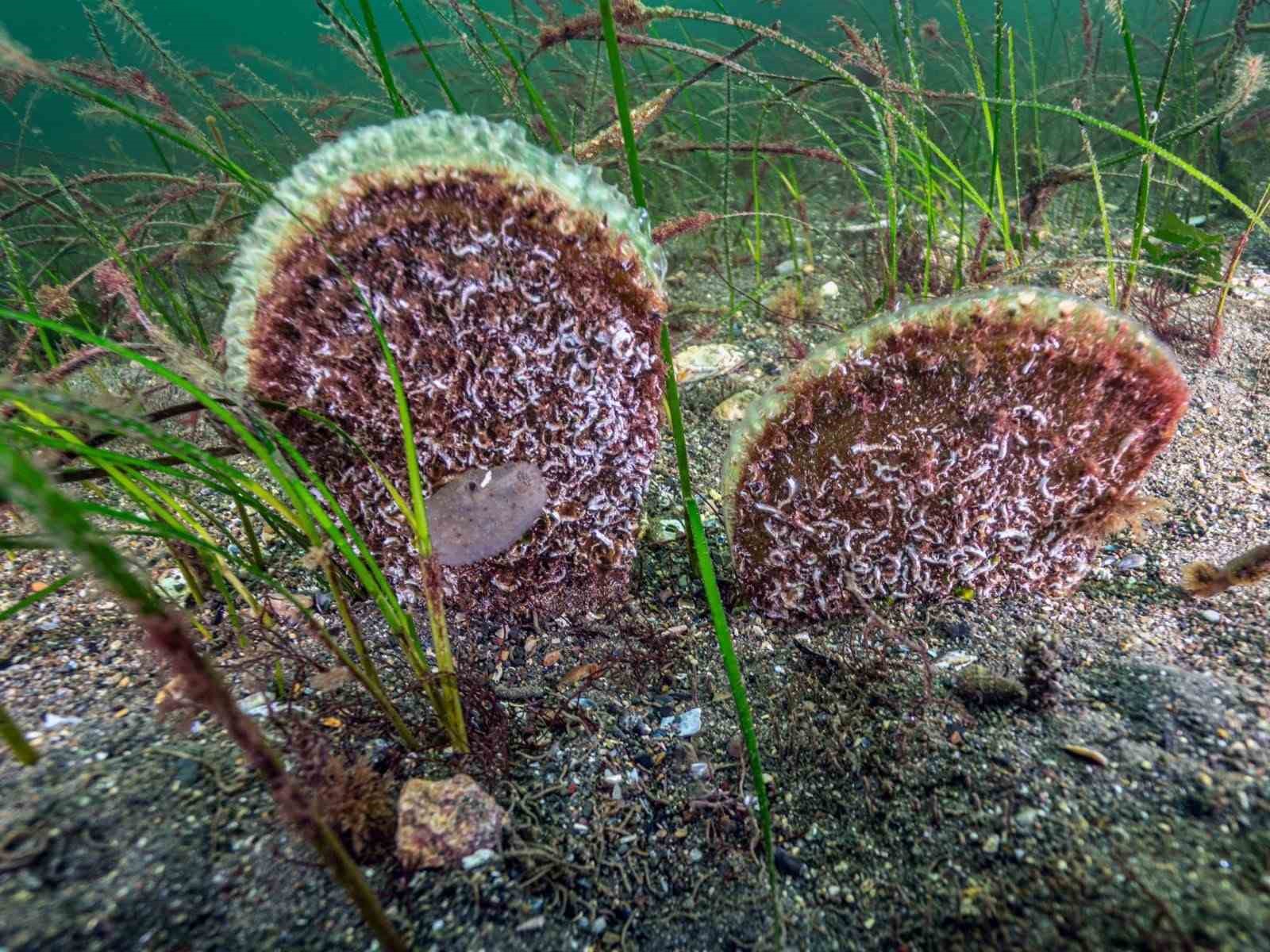 Marmara Denizi’ne kıyı kentlerin Belediye Başkanlarına dalış çağrı
Marmara Denizi’ne kıyı kentlerin Belediye Başkanlarına dalış çağrı