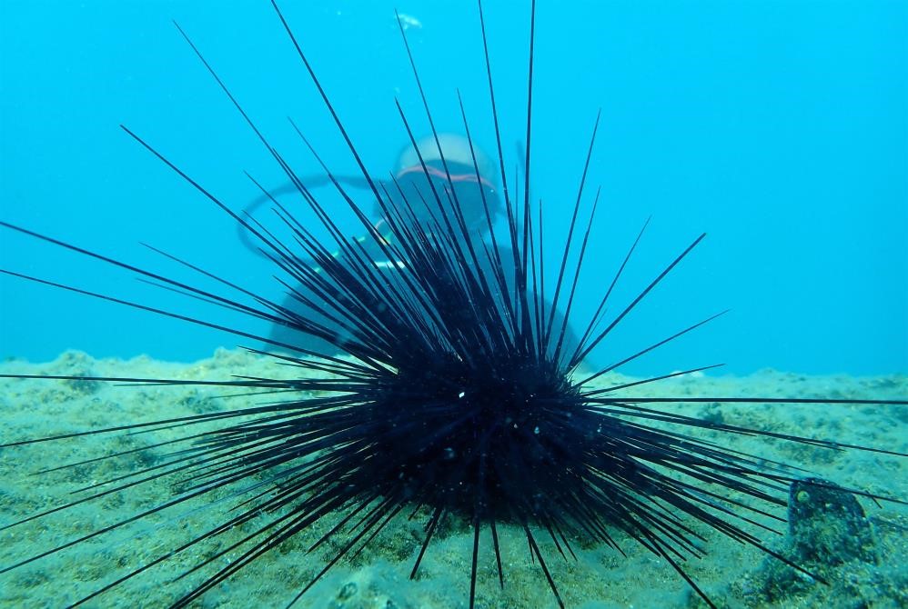 Marmara’nın denizkestanesi avcılığına açılmasına tepki
