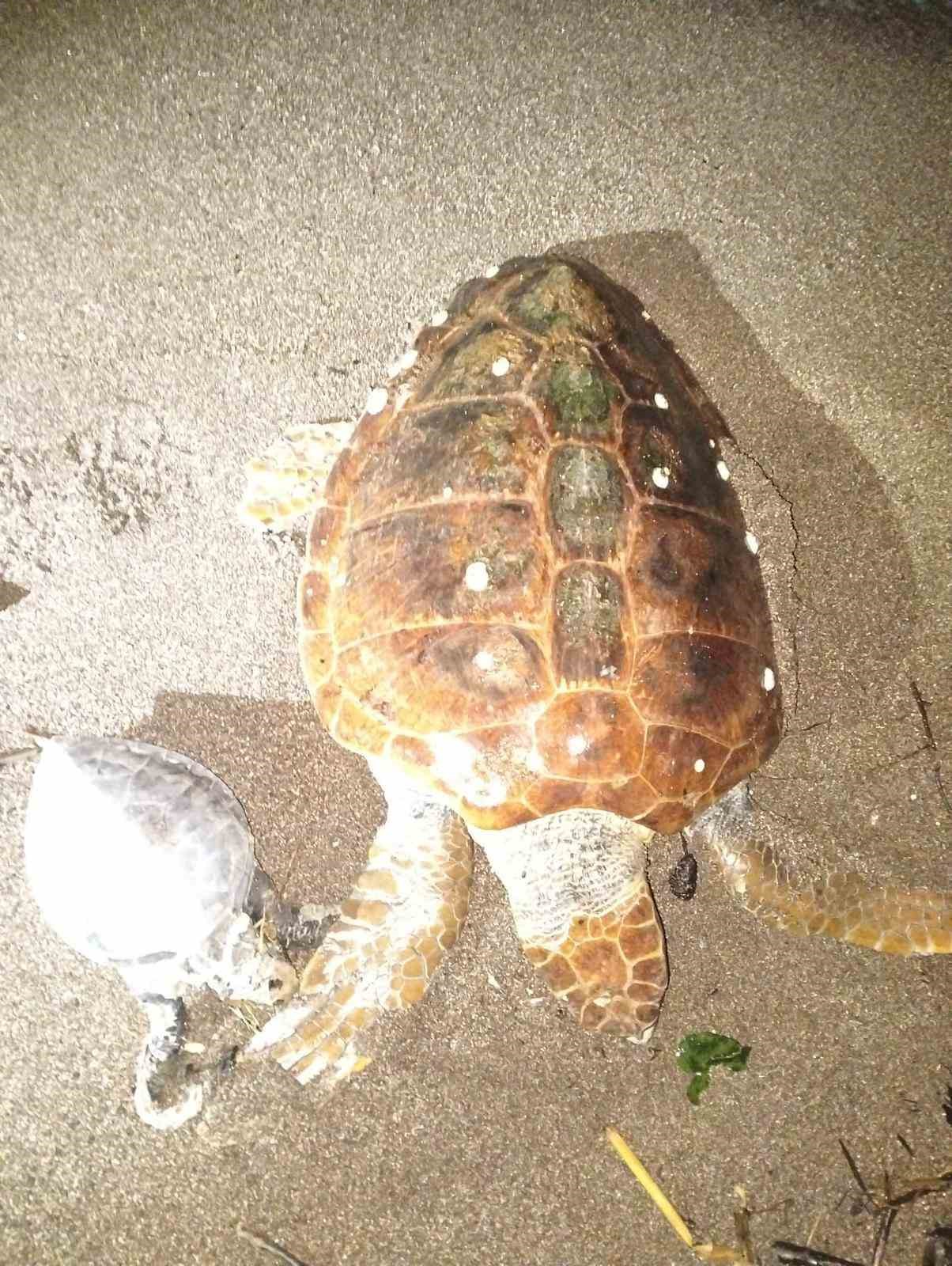 Marmaris’te 2 caretta caretta kıyıya vurdu
