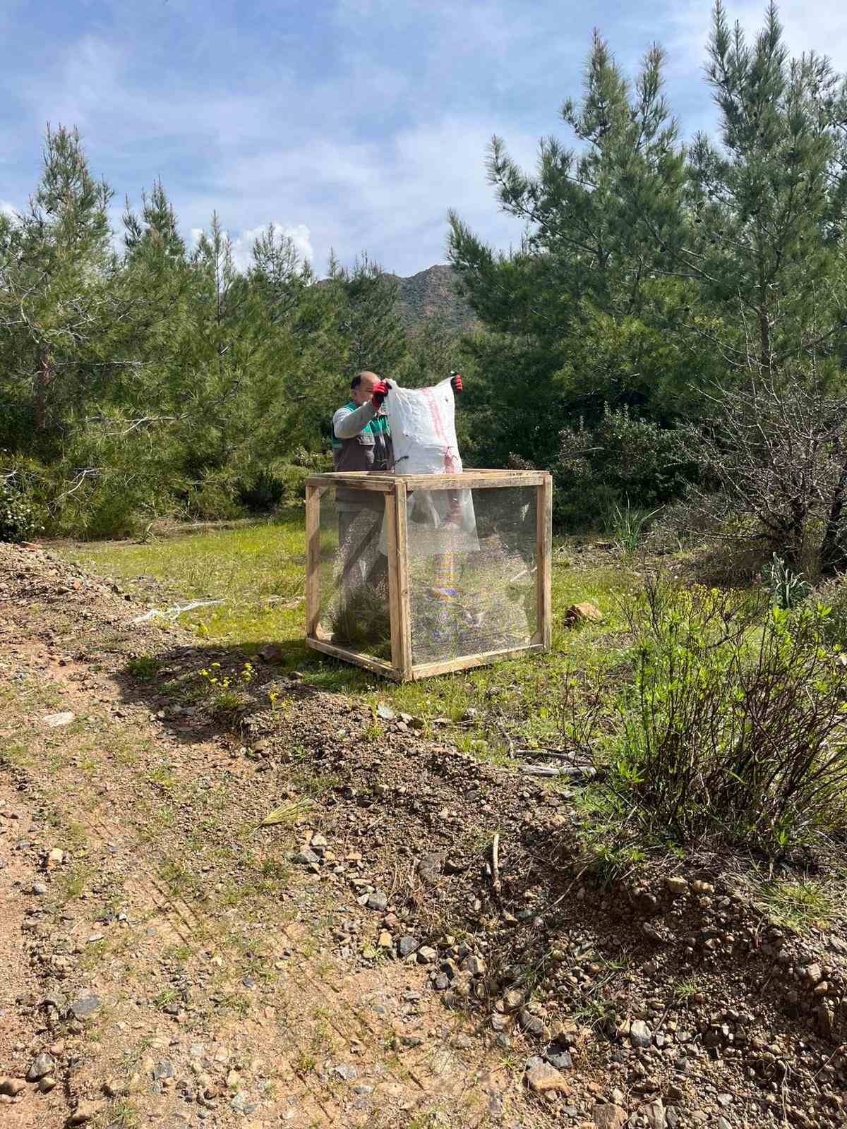 Marmaris’te çam kese böceğine karşı  ’mekanik ve biyolojik yöntemlerle mücadele’ sürüyor
