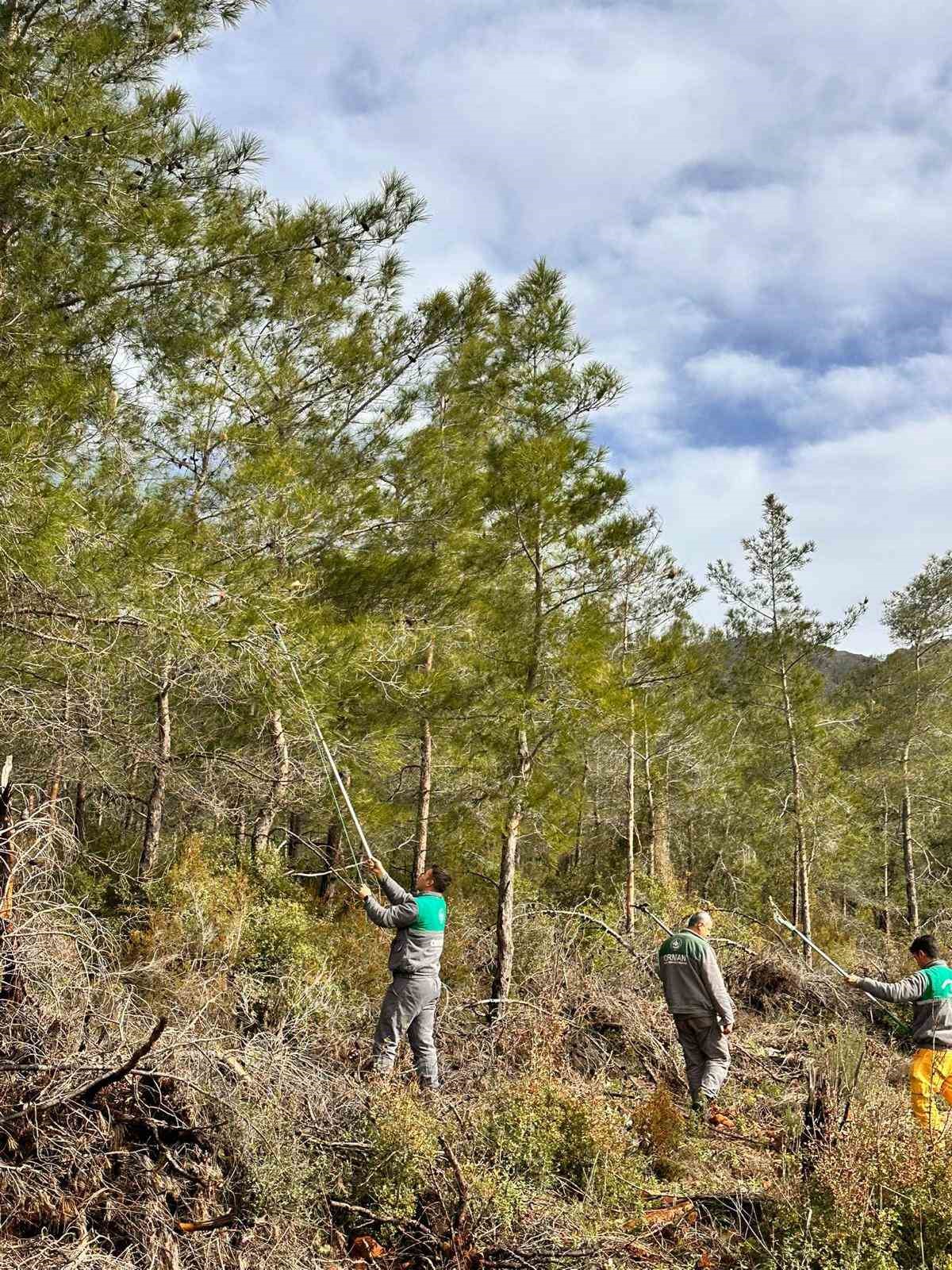 Marmaris’te çam kese böceğine karşı  ’mekanik ve biyolojik yöntemlerle mücadele’ sürüyor
