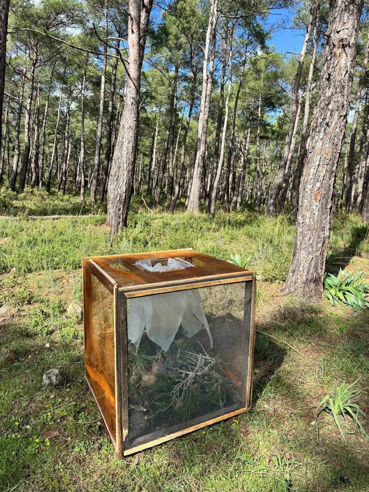 Marmaris’te çam kese böceğine karşı  ’mekanik ve biyolojik yöntemlerle mücadele’ sürüyor
