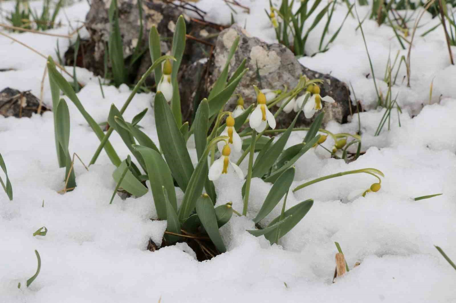 Mart karı kardelenleri yeniden beyaza bürüdü
