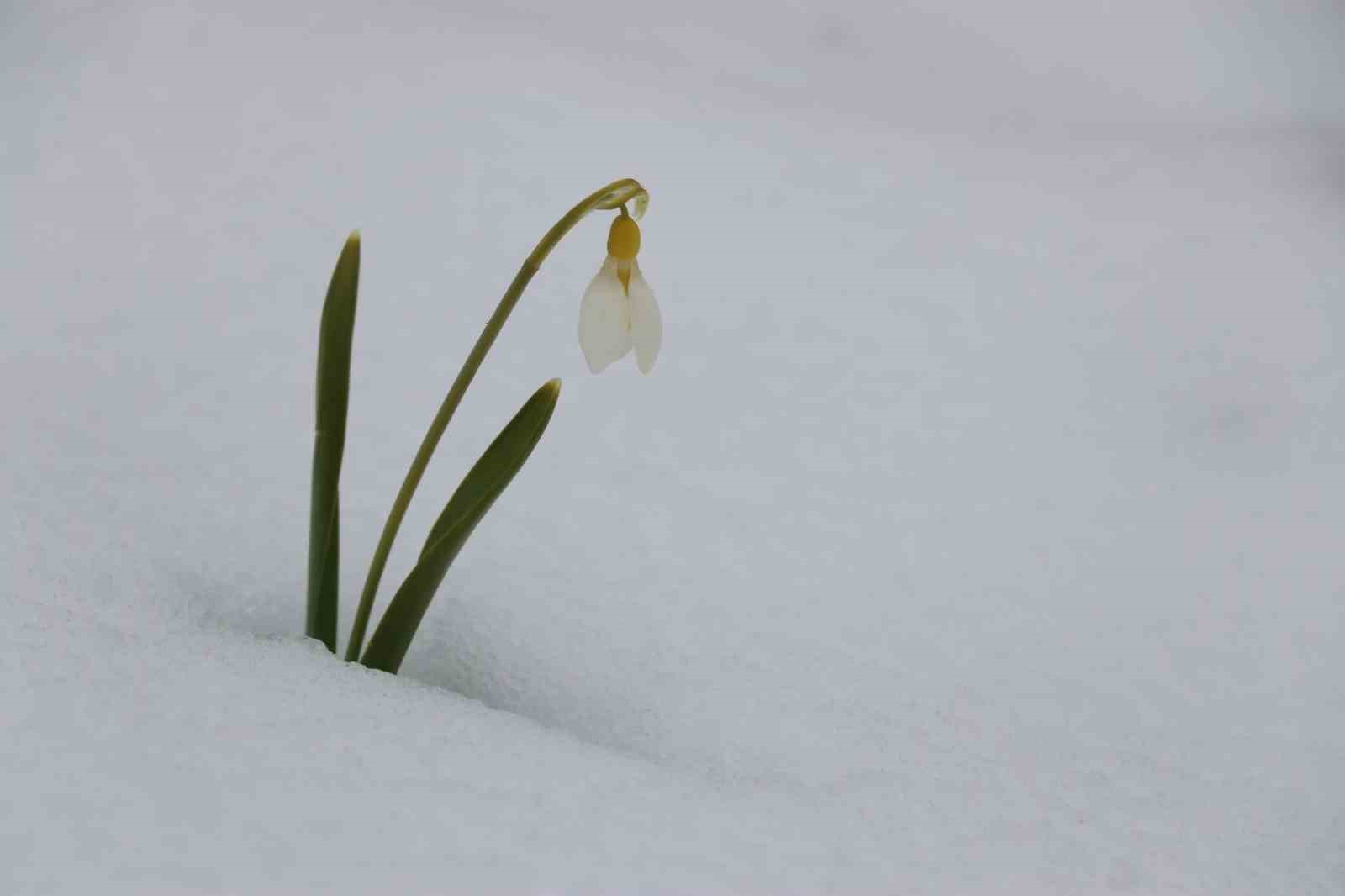 Mart karı kardelenleri yeniden beyaza bürüdü
