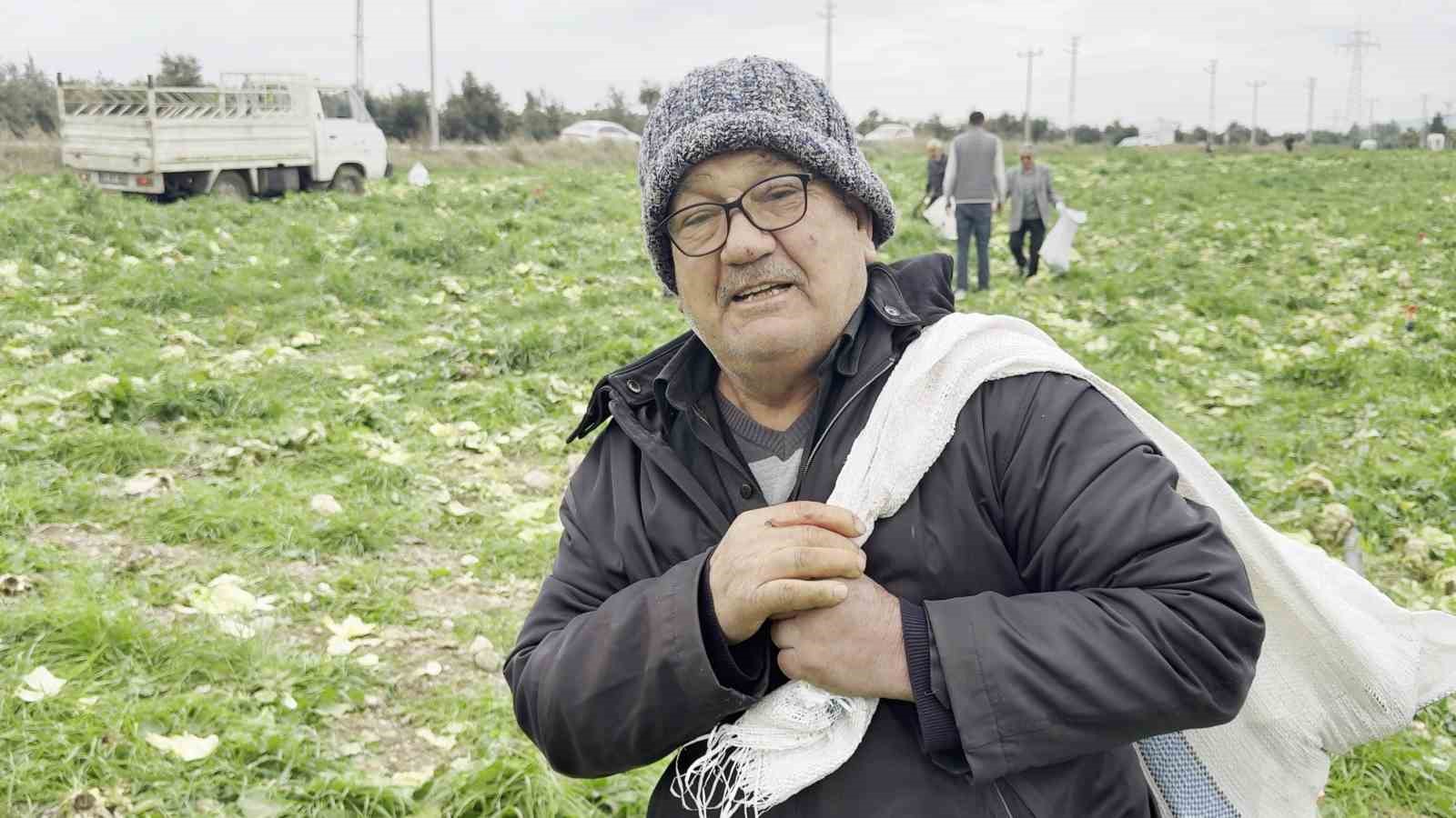 Marul toplama maliyetini karşılamayınca bedava dağıttı
