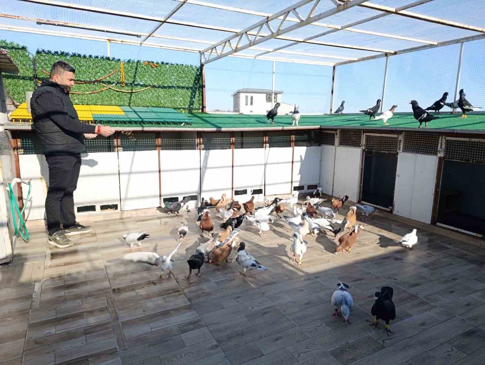 Memurluğu bırakıp güvercin yetiştiricisi oldu, otomobil fiyatına satıyor
