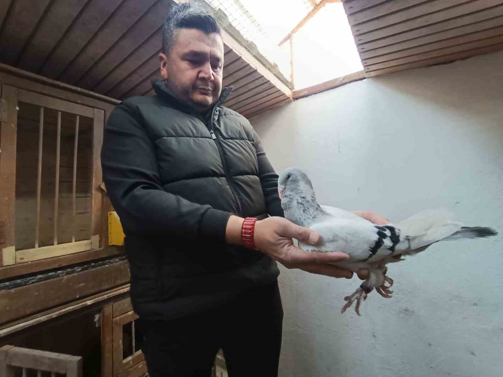 Memurluğu bırakıp güvercin yetiştiricisi oldu, otomobil fiyatına satıyor
