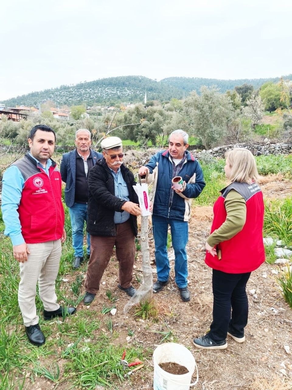 Menteşe’de çiftçiye uygulamalı eğitim
