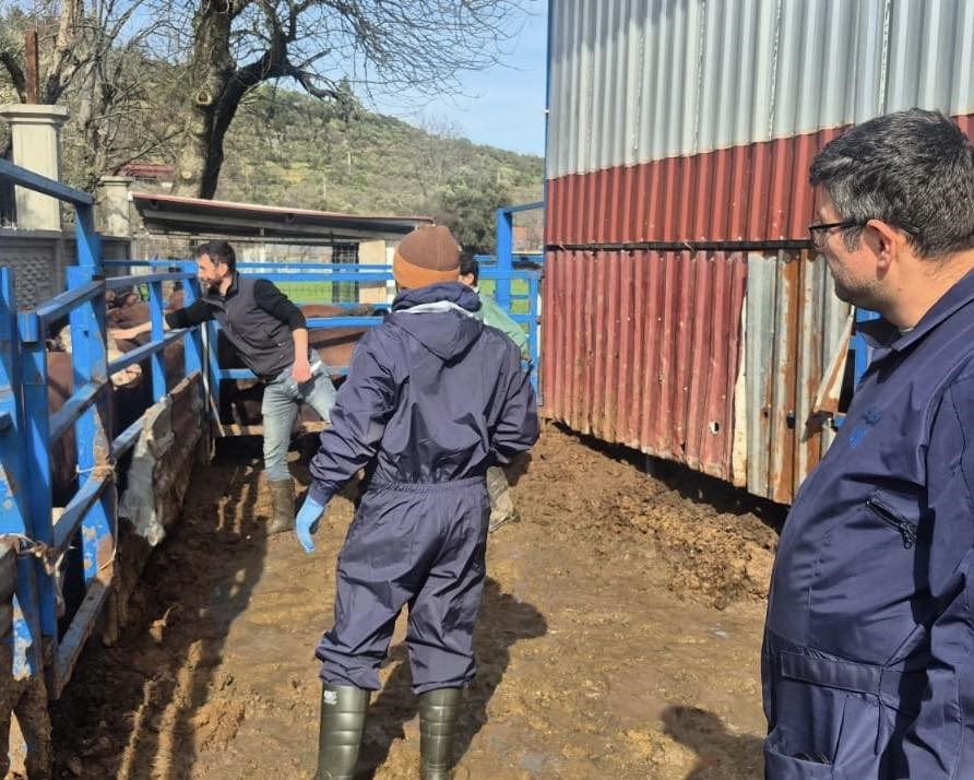 Menteşe’de ithal besilik hayvanların sağlık kontrolleri yapıldı
