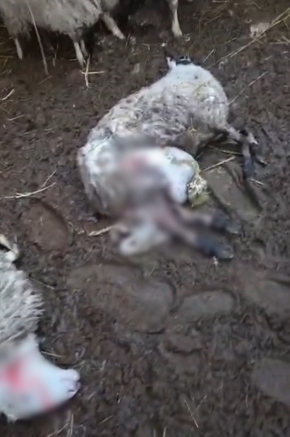 Menteşe’de kurdun saldırdığı 3 koyun telef oldu
