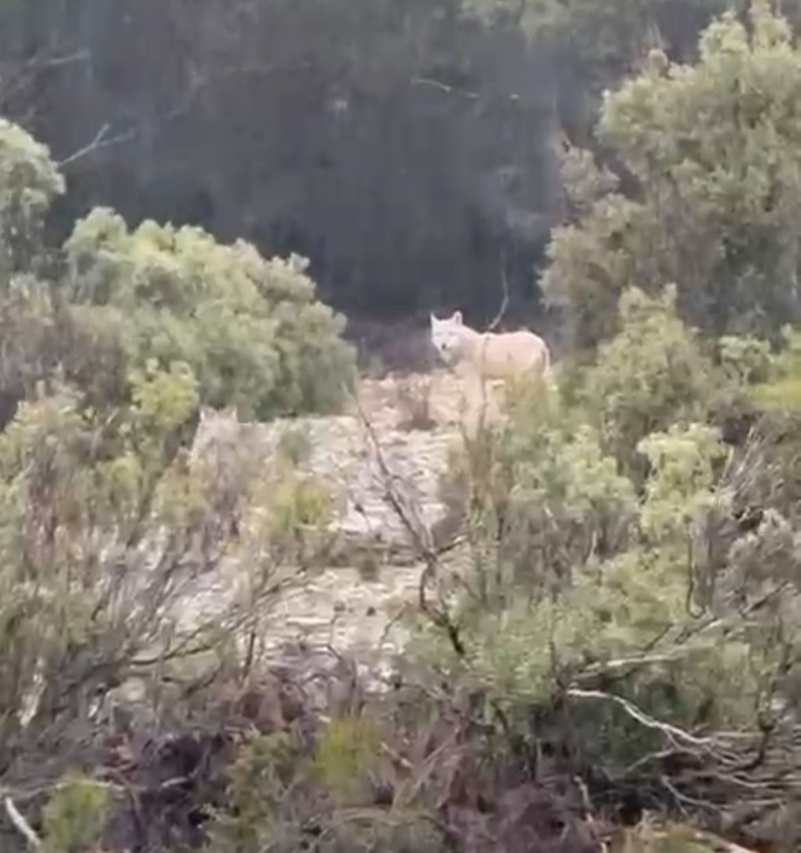 Menteşe’de kurtlar cep telefonu kamerasına yansıdı
