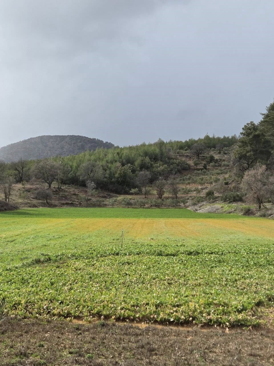 Menteşe’de sağanak yağışların ardından tarım arazilerinde hasar tespit çalışmaları başladı
