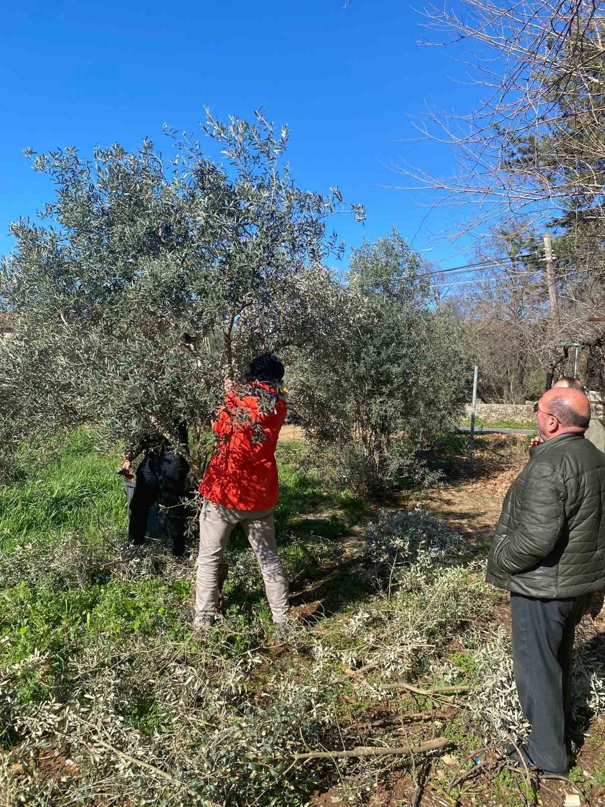 Menteşe’de zeytin ağaçları mercek altında
