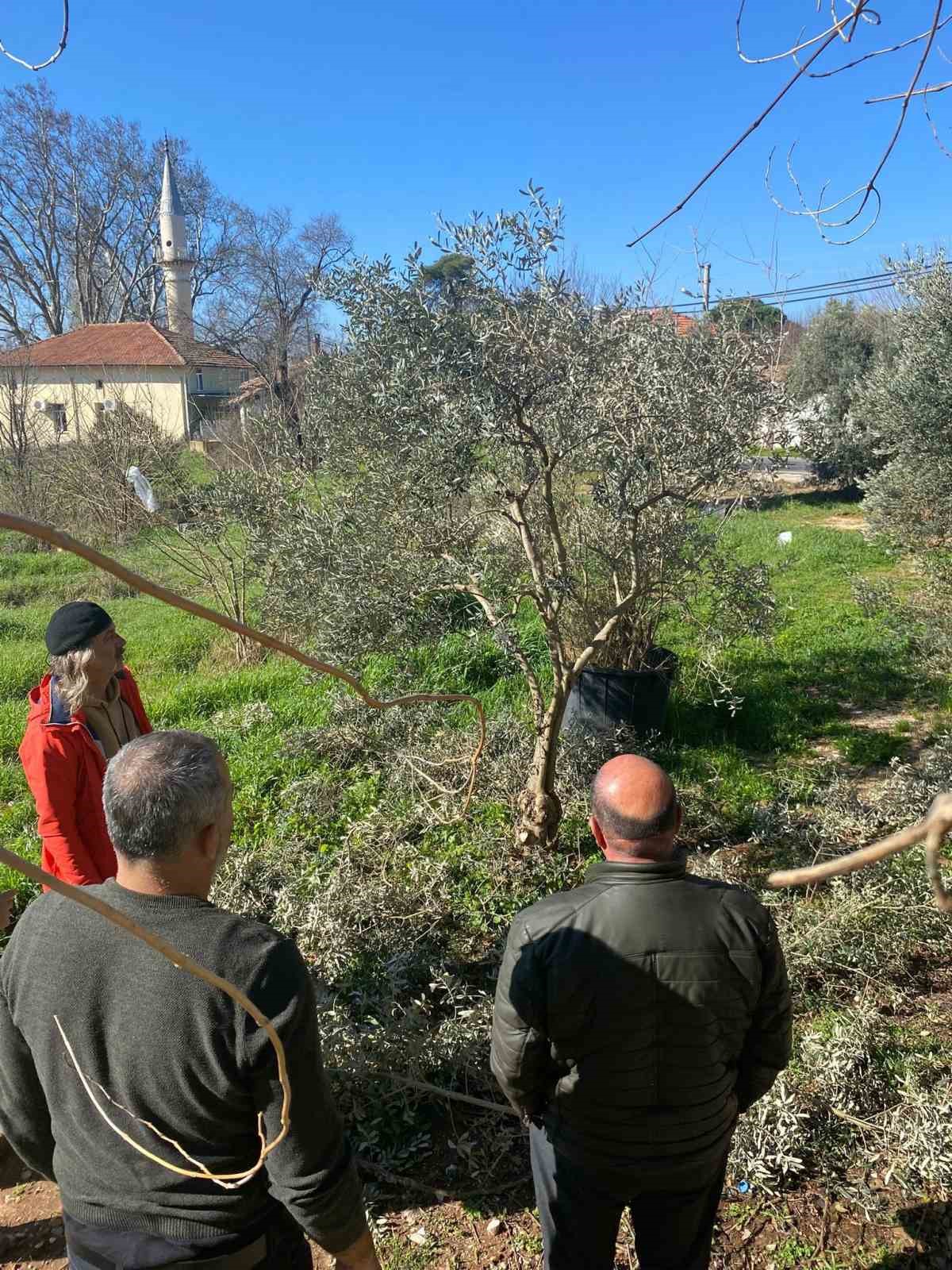 Menteşe’de zeytin ağaçları mercek altında
