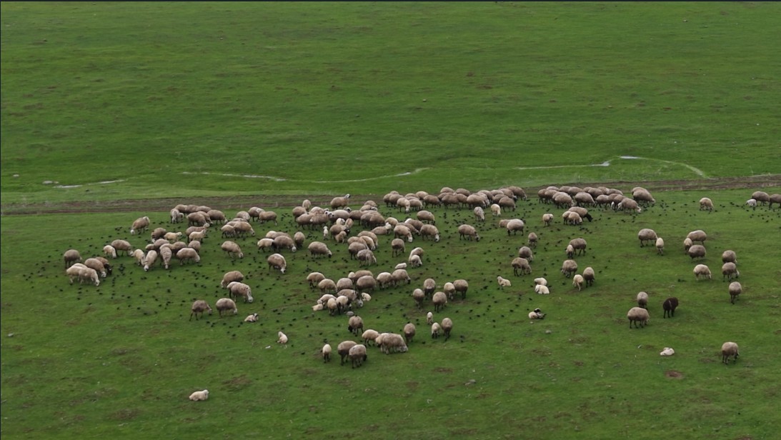 Meradaki koyunların yanına gelen sığırcık kuşları görsel şölen sundu
