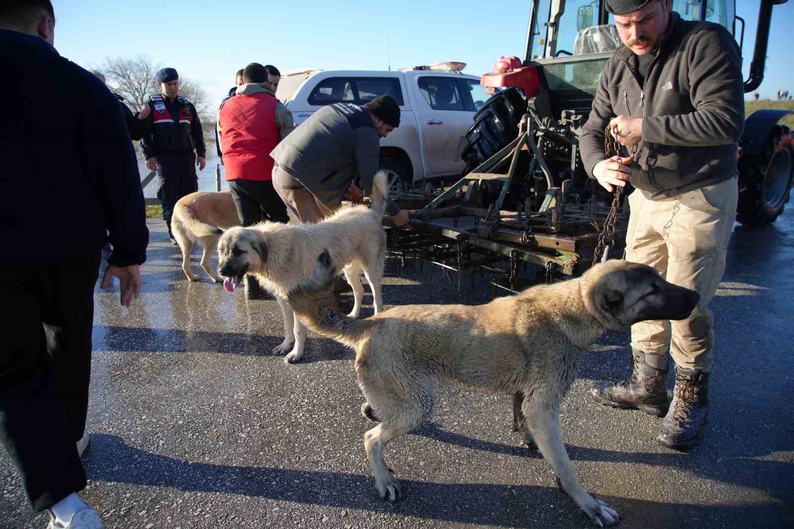 Meriç Nehri taştı; hayvanlar tahliye edildi, çiftçi malını kurtardı
