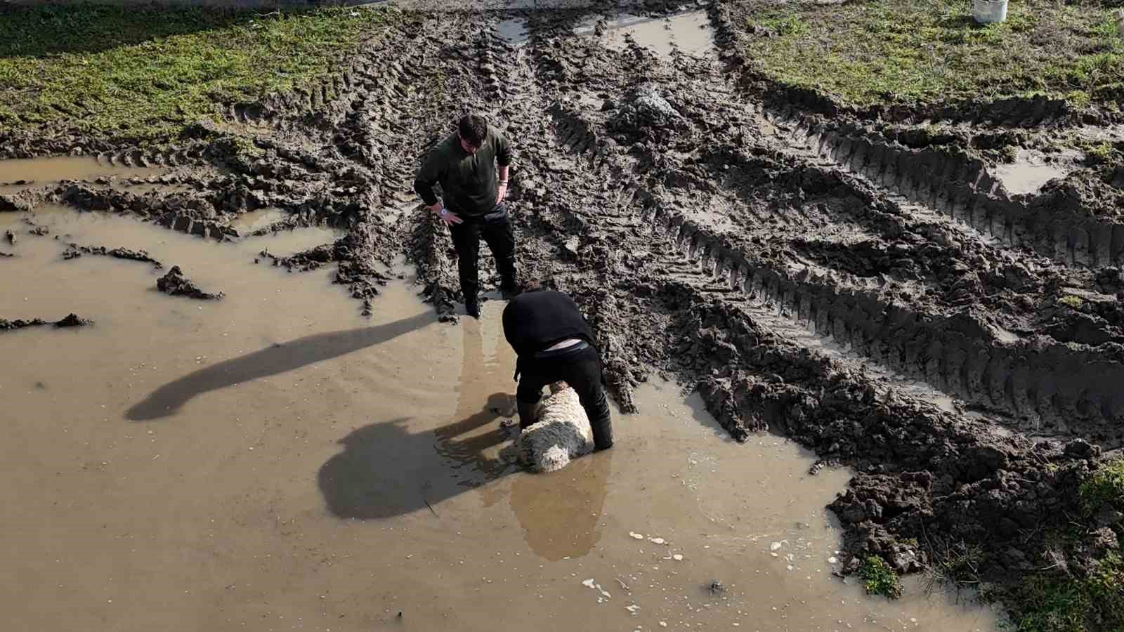 Meriç Nehri taştı; hayvanlar tahliye edildi, çiftçi malını kurtardı
