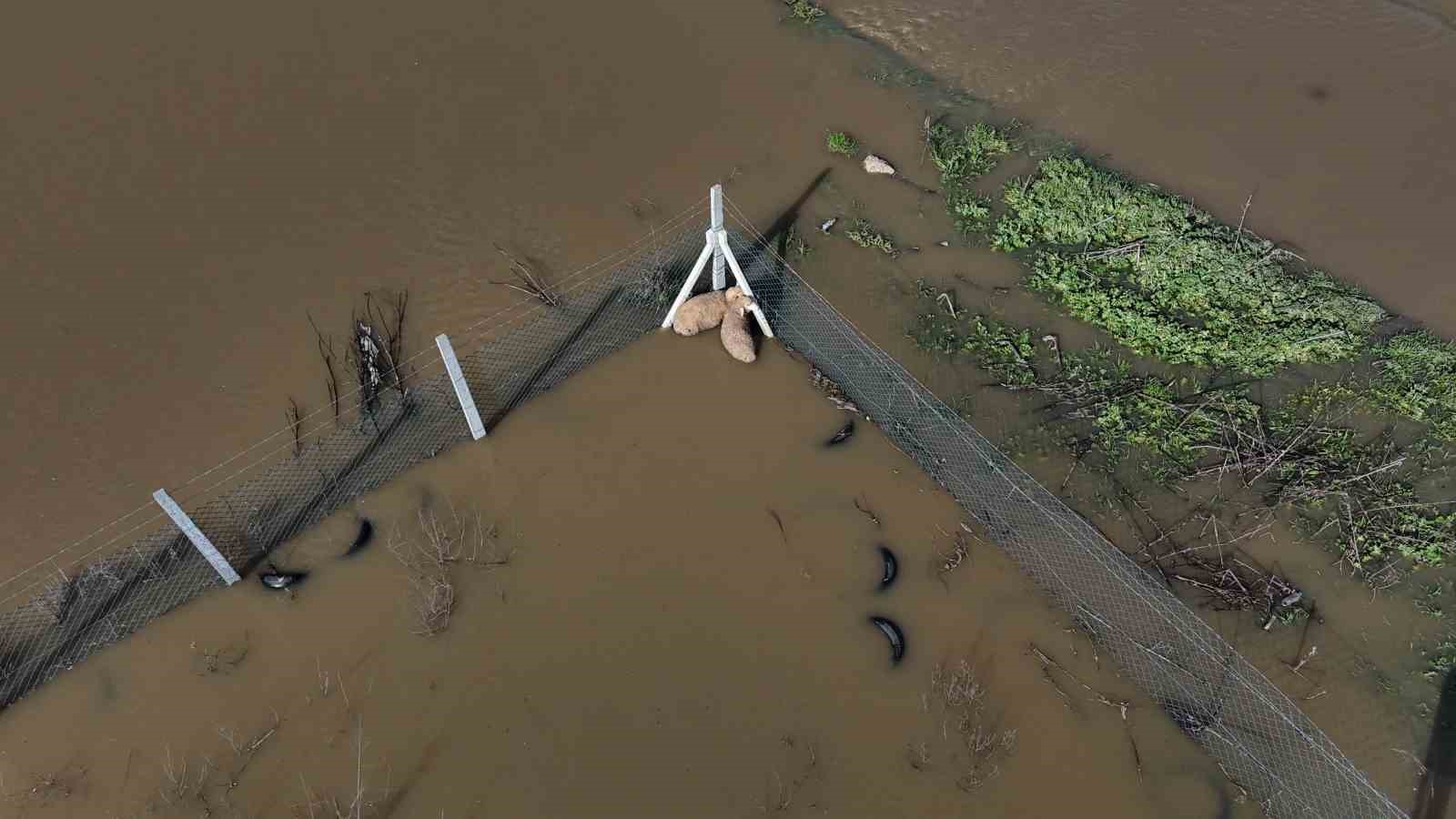 Meriç Nehri taştı, tarım arazileri ve yerleşim alanları sular altında kaldı
