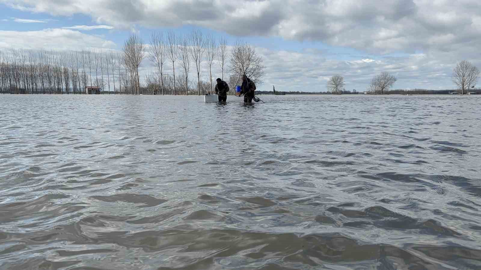 Meriç’in taşması sonrası tarlada sazan yakaladılar
