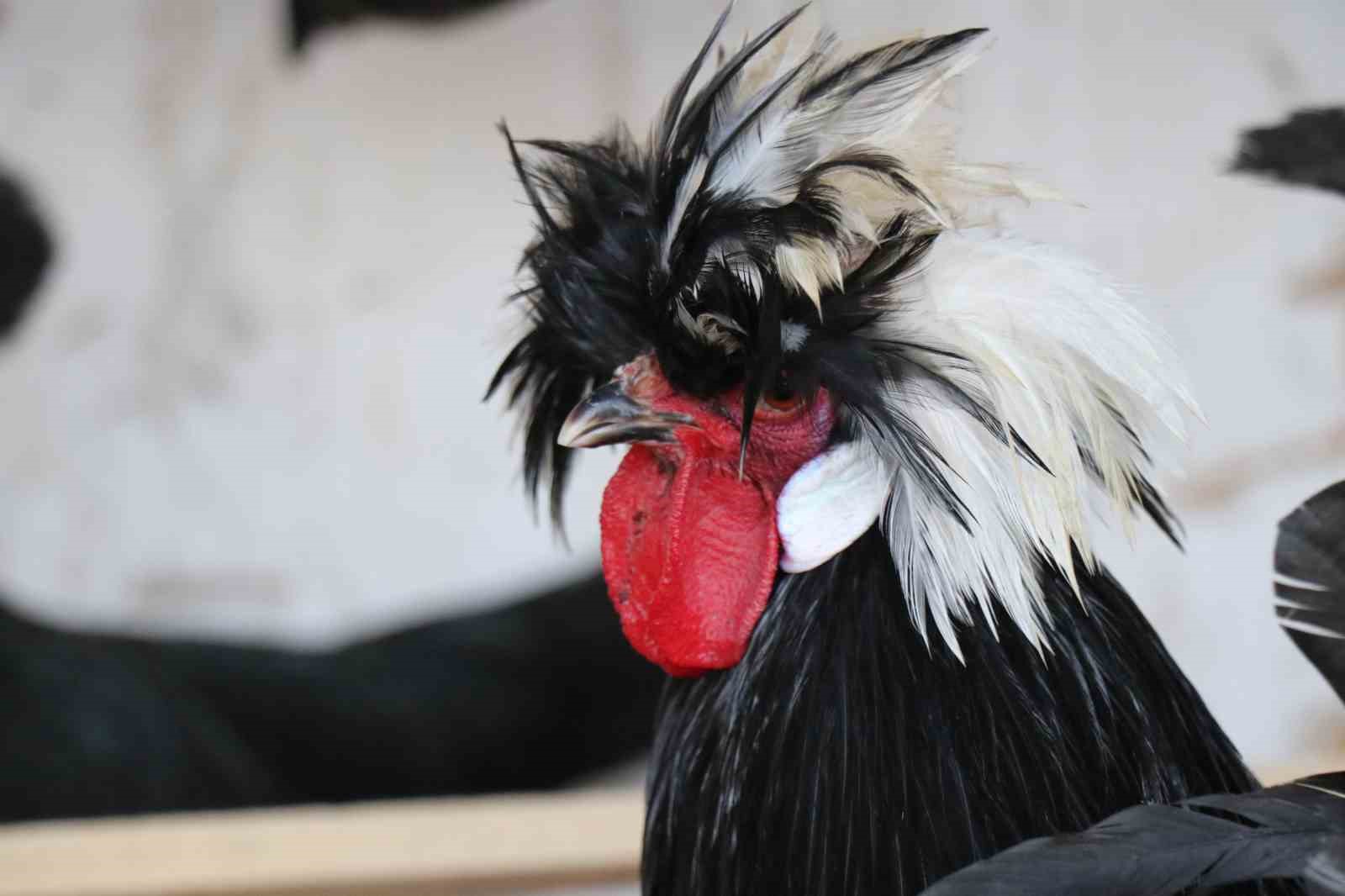 Mermer fabrikasında egzotik mesai: Farklı ırklardaki tavuklar burada yetişiyor
