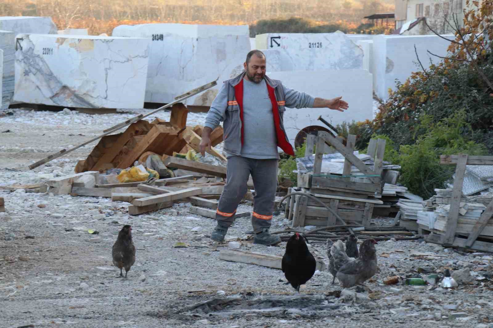 Mermer fabrikasında egzotik mesai: Farklı ırklardaki tavuklar burada yetişiyor
