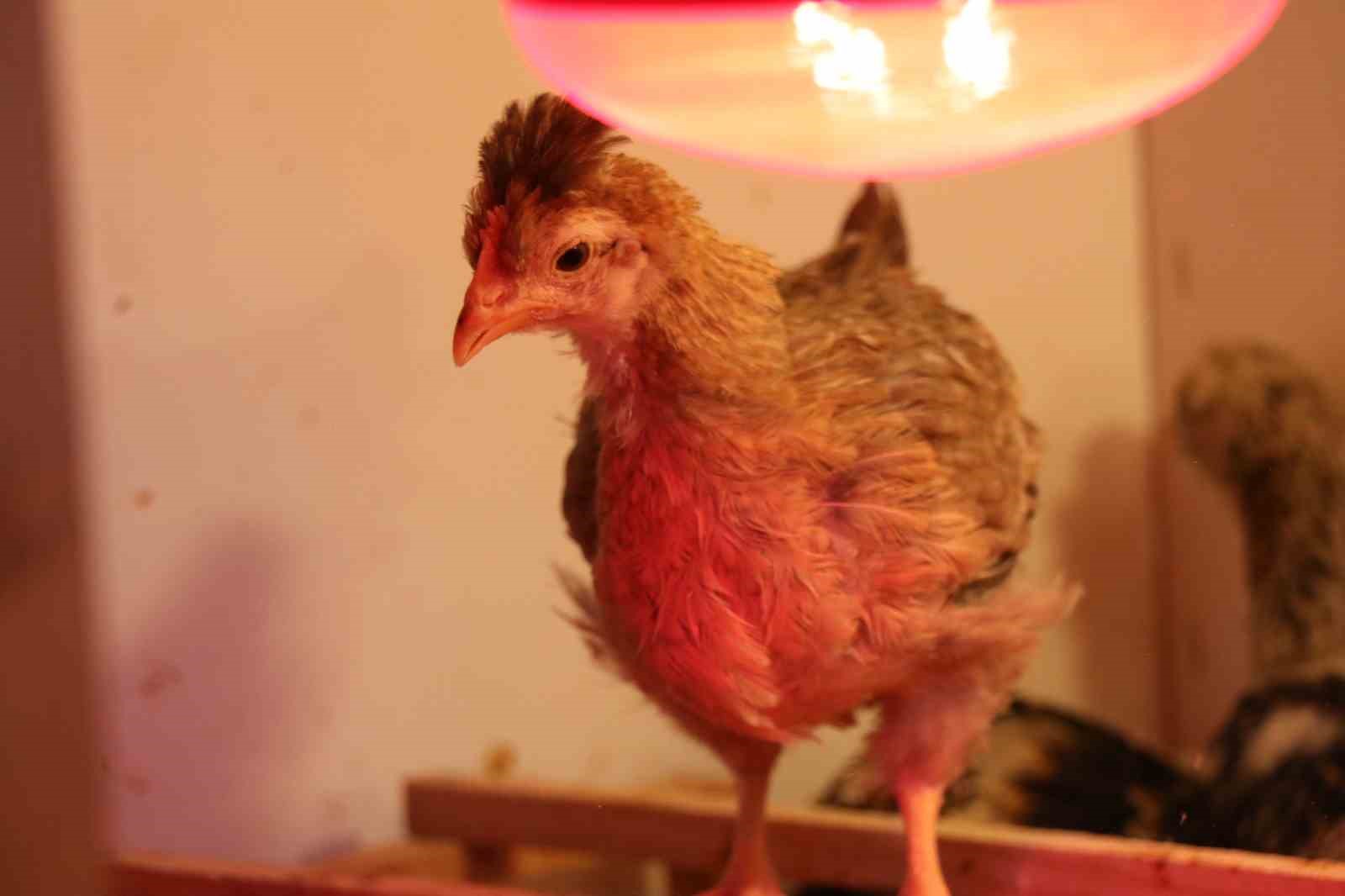 Mermer fabrikasında egzotik mesai: Farklı ırklardaki tavuklar burada yetişiyor
