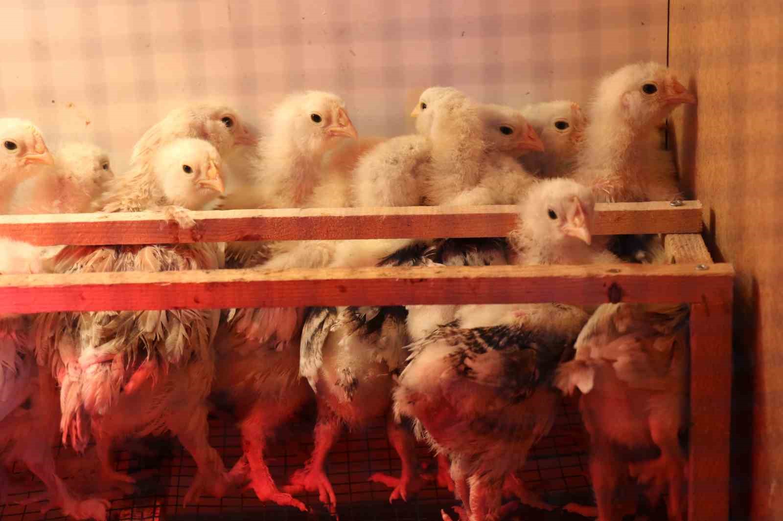 Mermer fabrikasında egzotik mesai: Farklı ırklardaki tavuklar burada yetişiyor
