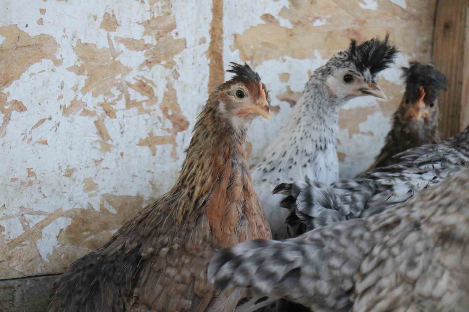 Mermer fabrikasında egzotik mesai: Farklı ırklardaki tavuklar burada yetişiyor
