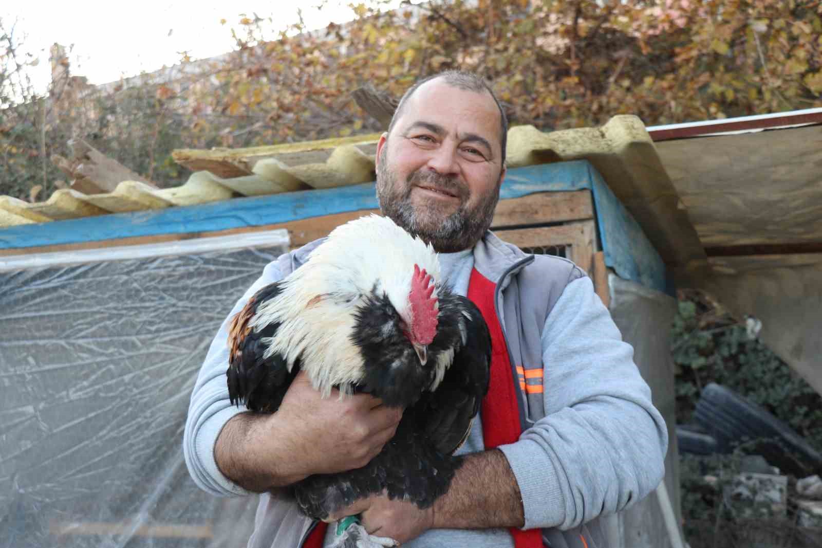 Mermer fabrikasında egzotik mesai: Farklı ırklardaki tavuklar burada yetişiyor
