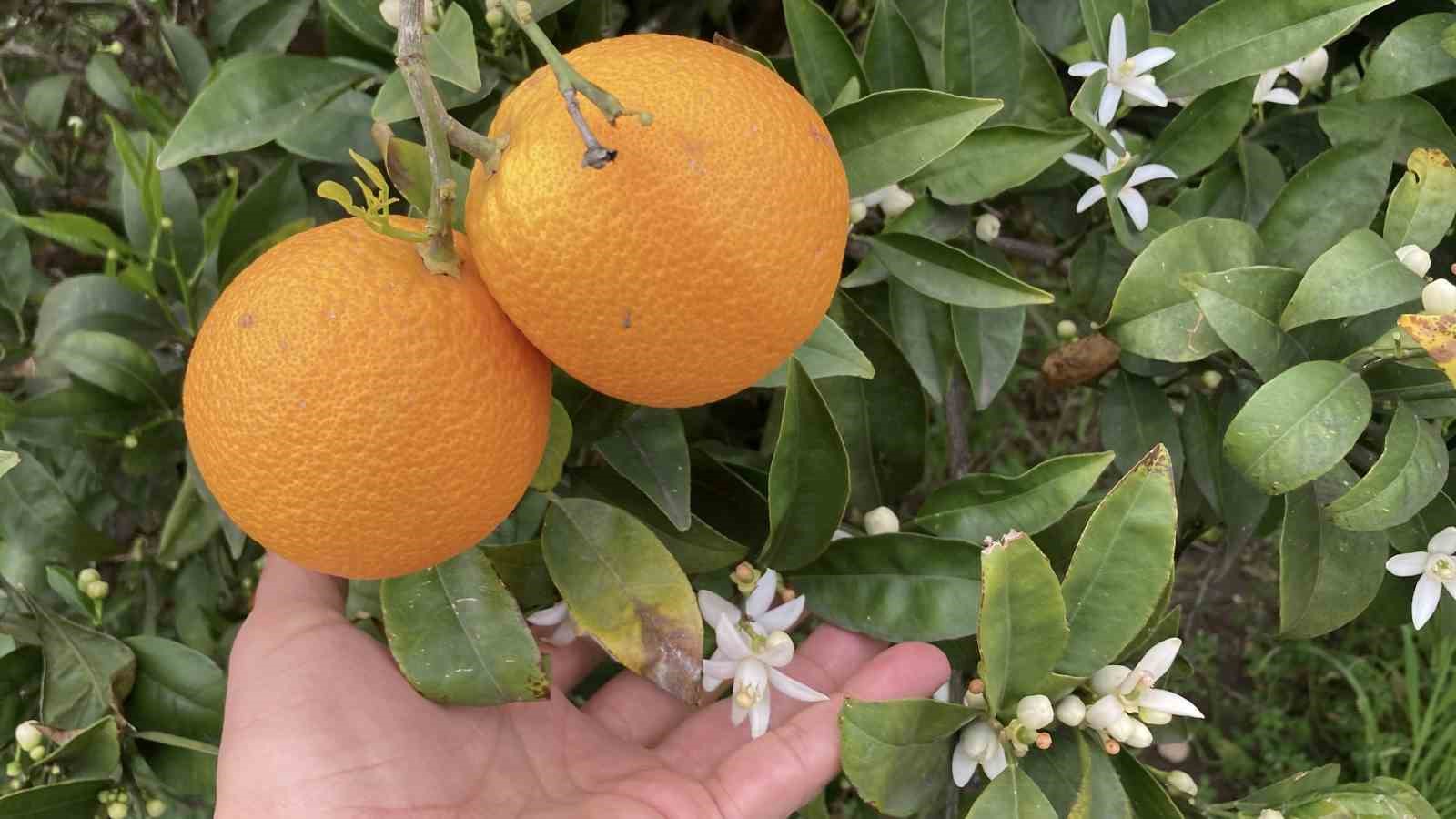 Mersin portakal kokmaya başladı: Dalında kalan ürünler toplanmadan çiçekler açtı
