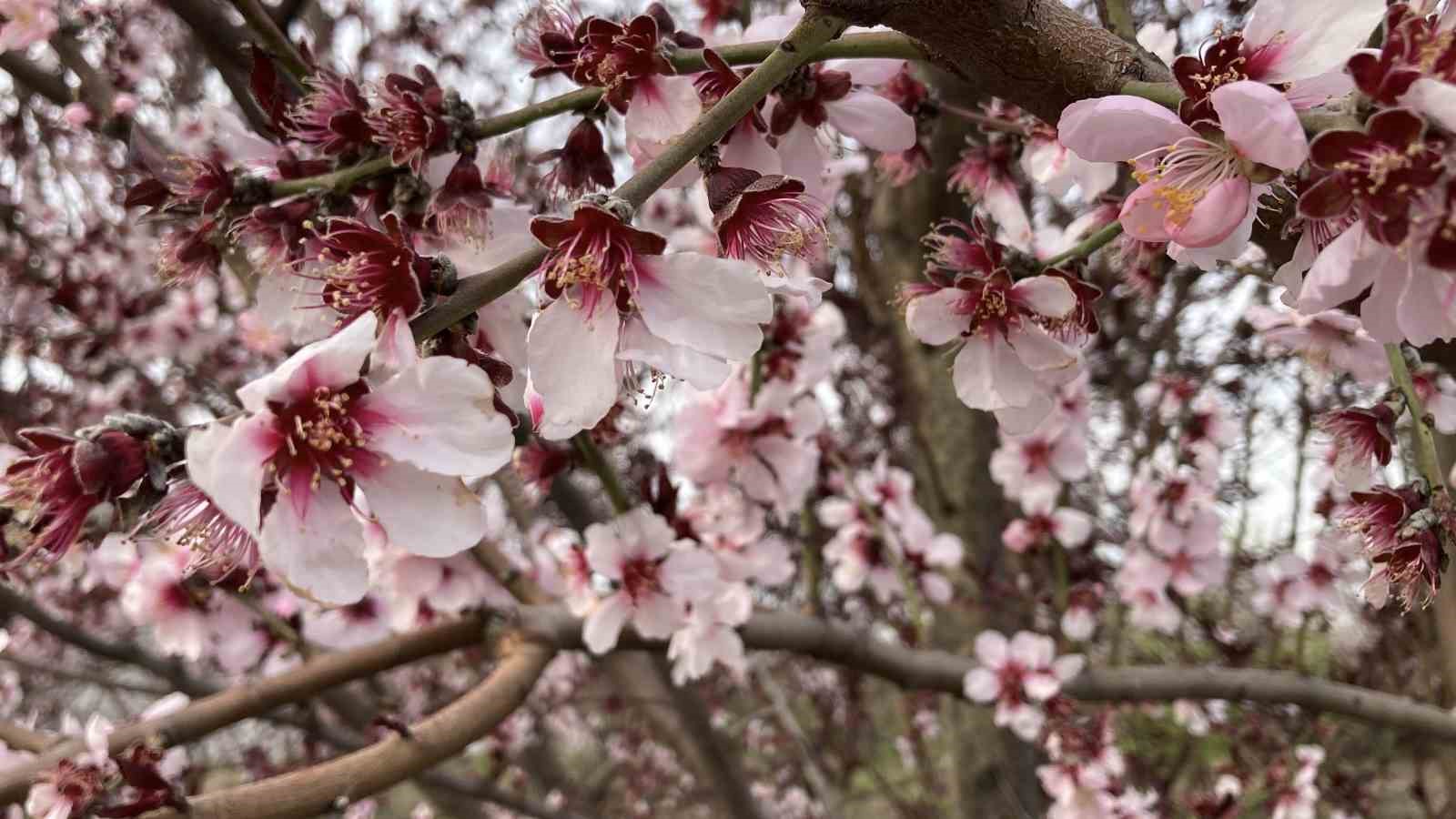 Mersin portakal kokmaya başladı: Dalında kalan ürünler toplanmadan çiçekler açtı
