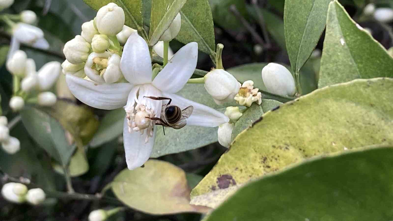 Mersin portakal kokmaya başladı: Dalında kalan ürünler toplanmadan çiçekler açtı
