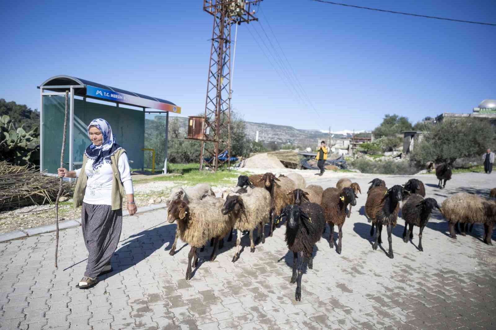 Mersin’de 360 yetiştiriciye 9 bin küçükbaş desteği
