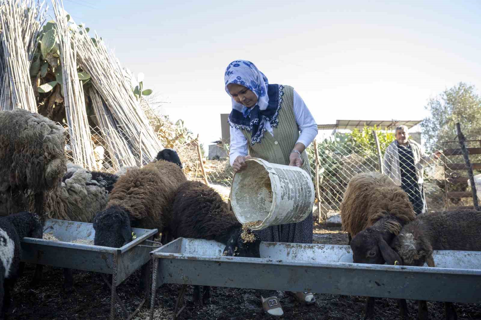 Mersin’de 360 yetiştiriciye 9 bin küçükbaş desteği
